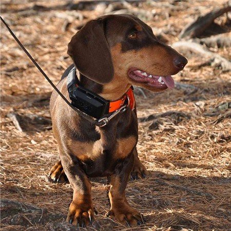 collier supplémentaire de repérage dog trace x30 | armurerie de la gartempe